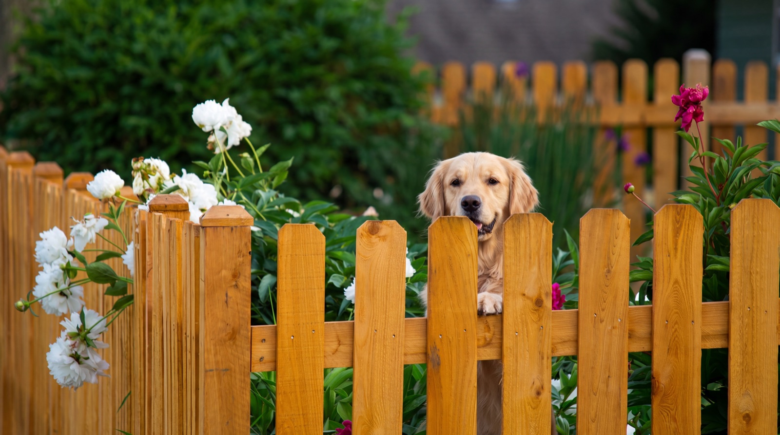 Goldie the golden retriever with her paws up on a freshly stained fence