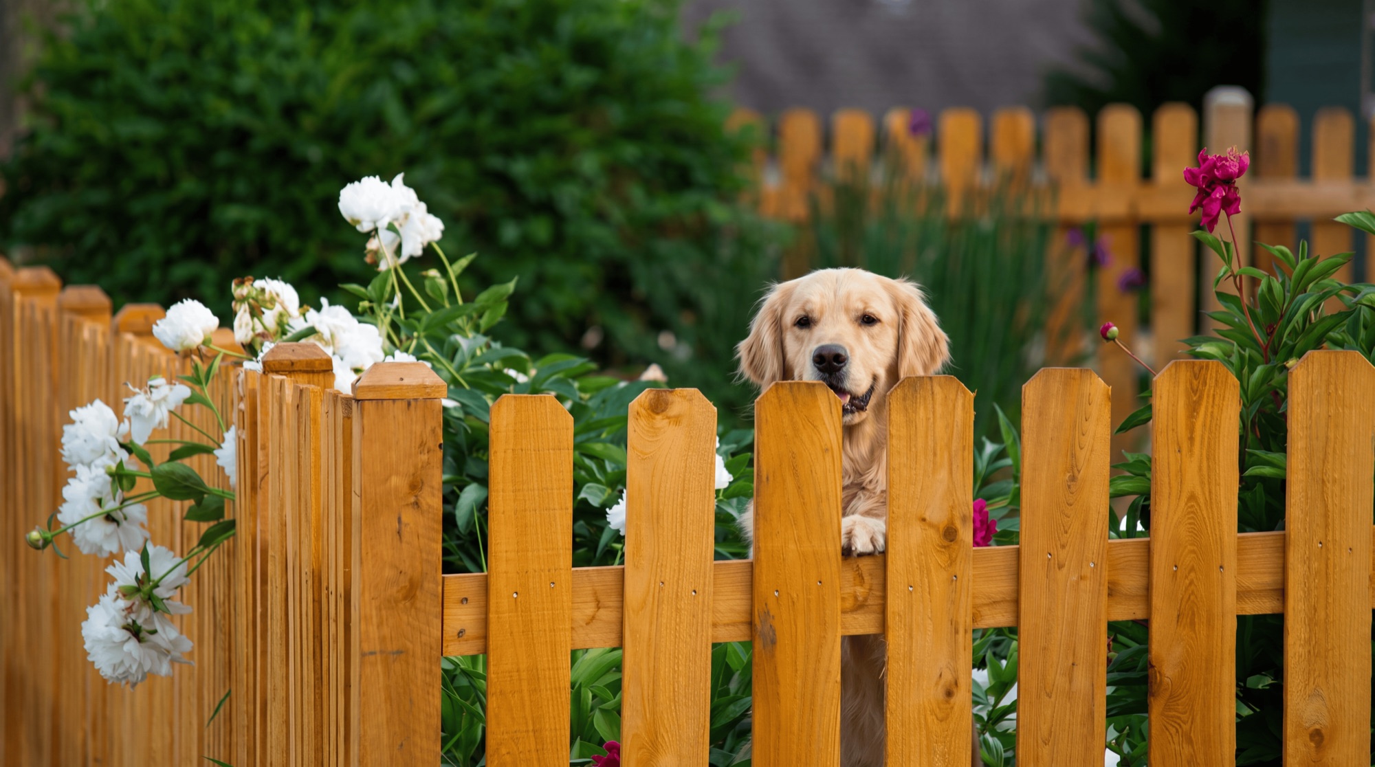 The same fence freshly stained golden, with Goldie the golden retriever peeking over it