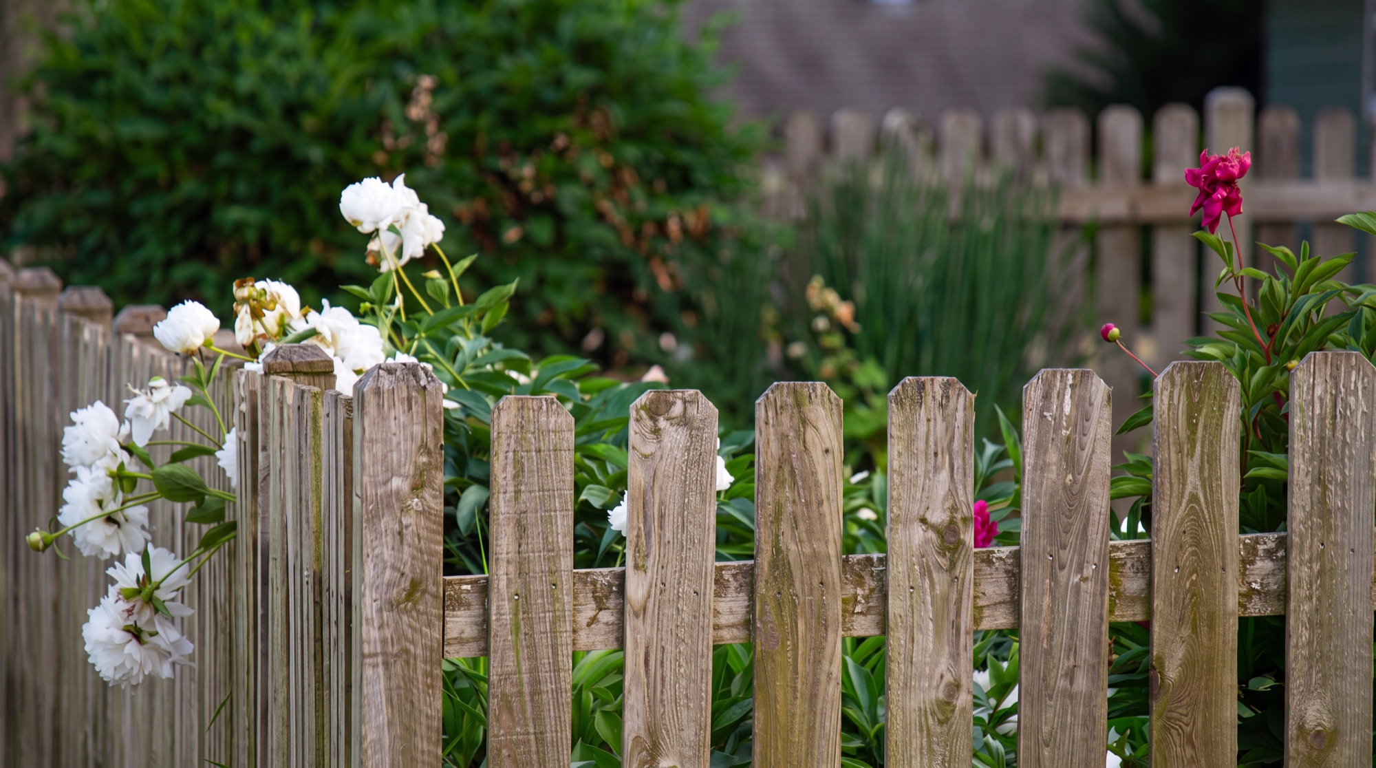 A weathered gray backyard fence